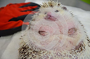 Close up of a shy and morbidly obese, curled up african male hedgehog photo