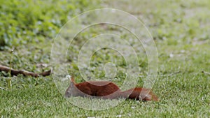 Close up of a shy red forest squirrel looking around for food finding a nut to gnaw on.