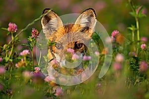 Close-up of a shy red fox hiding behind grass and flowers at sunrise.