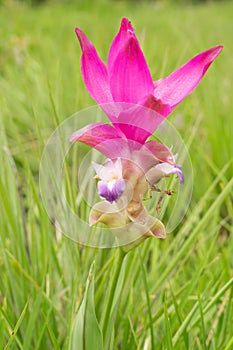 Close up Siam Tulip