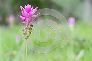 Close-up Siam Tulip florescent on the field in the rainy season in the morning mist. Pa Hin Ngam Park , Chaiyaphum province , Thai