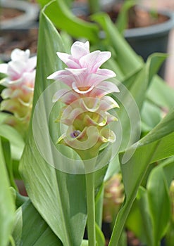 Close up siam tulip flower