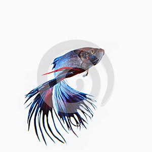 Close up siamese blue crown tail fighting betta fish isolated w