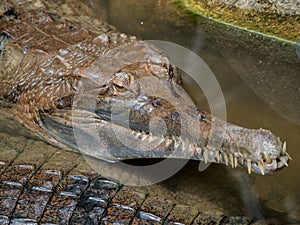 Close up of Siamese crocodile Crocodylus siamensis