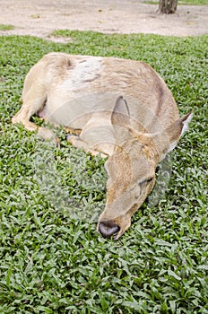 Close-up Siamese Eld's deer (Cervus eldi)