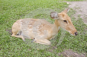 Close-up Siamese Eld's deer (Cervus eldi)