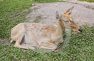 Close-up Siamese Eld's deer (Cervus eldi)