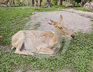 Close-up Siamese Eld's deer (Cervus eldi)