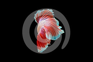 Close-Up Of Siamese Fighting Fish Against Black Background