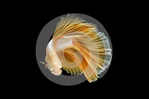 Close up Siamese fighting fish betta splendens Halfmoon gold dragon betta  isolated on black background. long fins and tail.