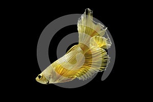 Close up Siamese fighting fish betta splendens Halfmoon gold dragon betta  isolated on black background. long fins and tail.