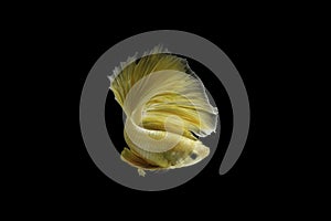 Close up Siamese fighting fish betta splendens Halfmoon gold dragon betta  isolated on black background. long fins and tail.