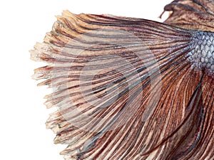 Close-up of a Siamese fighting fish's caudal fin, Betta splendens photo