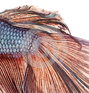 Close-up of a Siamese fighting fish's caudal fin, Betta splendens photo