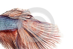 Close-up of a Siamese fighting fish's caudal fin, Betta splendens photo