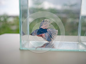 Close up Siamese fighting fish
