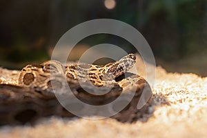 Close-up of a Siamese Russell\'s viper coiled on the ground.