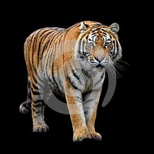 Close up Siberian or Amur tiger on black background photo