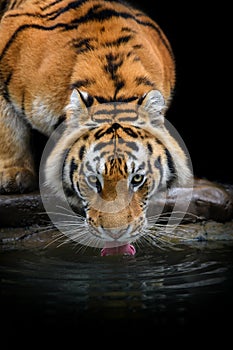 Close up Siberian or Amur tiger drinking water from lake