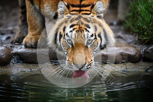 Close up Siberian or Amur tiger drinking water from lake