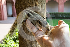 Close-up of a Siberian chipmunk eating food from a person& x27;s hand