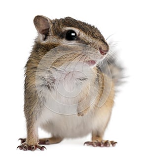 Close-up of a Siberian chipmunk, Euamias sibiricus photo