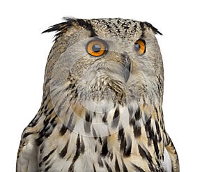 Close-up of a Siberian Eagle Owl - Bubo bubo