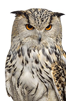 Close-up of a Siberian Eagle Owl - Bubo bubo