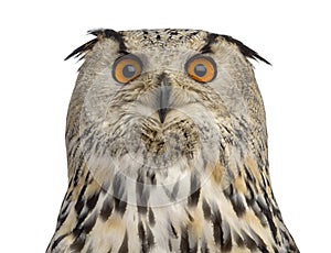 Close-up of a Siberian Eagle Owl - Bubo bubo