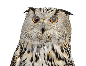 Close-up of a Siberian Eagle Owl - Bubo bubo