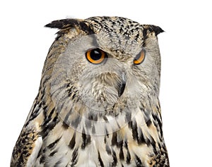 Close-up of a Siberian Eagle Owl - Bubo bubo