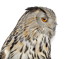 Close-up of a Siberian Eagle Owl - Bubo bubo