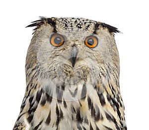 Close-up of a Siberian Eagle Owl - Bubo bubo