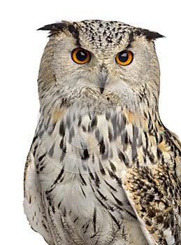 Close-up of a Siberian Eagle Owl - Bubo bubo
