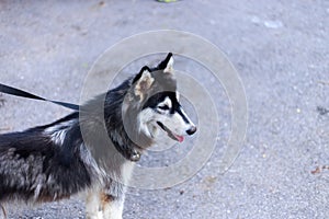 Close-up siberian husky Blurred or blurry soft focus, Portrait of siberian husky select focus or out focus.