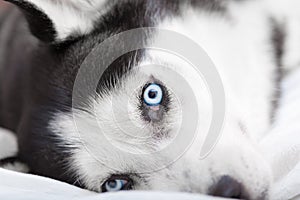 Close up of the siberian husky's eyes