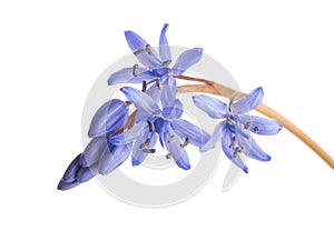 Close-up of Siberian Squill