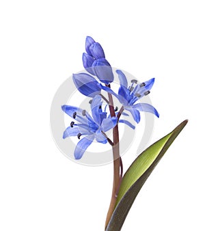 Close-up of Siberian Squill Scilla siberica.. Early spring flower isolated on white background. Shallow DOF