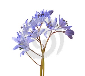 Close-up of Siberian Squill (Scilla siberica).