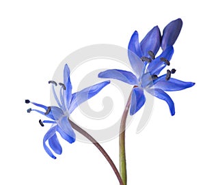 Close-up of Siberian Squill.