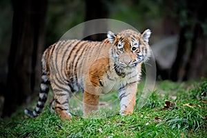 Close up siberian tiger cub in grass