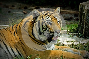 Close up siberian tiger on the ground