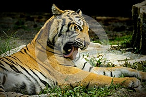 Close up siberian tiger on the ground