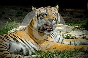 Close up siberian tiger on the ground