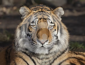 Close-up of a Siberian tiger Panthera tigris altaica photo