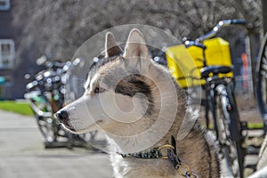 Close Up Of A Sibernian Huskey Dog