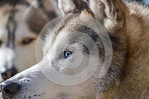 Close Up Of A Sibernian Huskey Dog