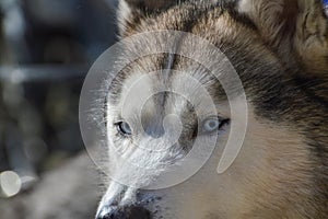 Close Up Of A Sibernian Huskey Dog