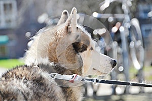 Close Up Of A Sibernian Huskey Dog