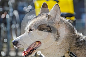 Close Up Of A Sibernian Huskey Dog